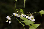 Jasmine nightshade